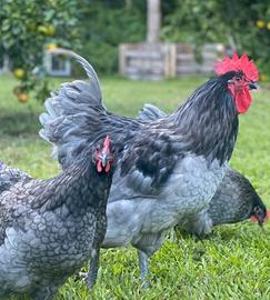 Galline e galli