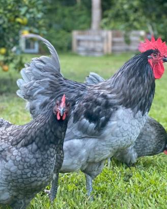 Galline e galli