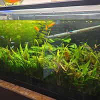 Acquario Completo da 5 anni