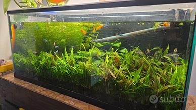 Acquario Completo da 5 anni