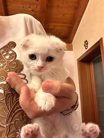 Gattino scottish fold