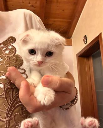Gattino scottish fold