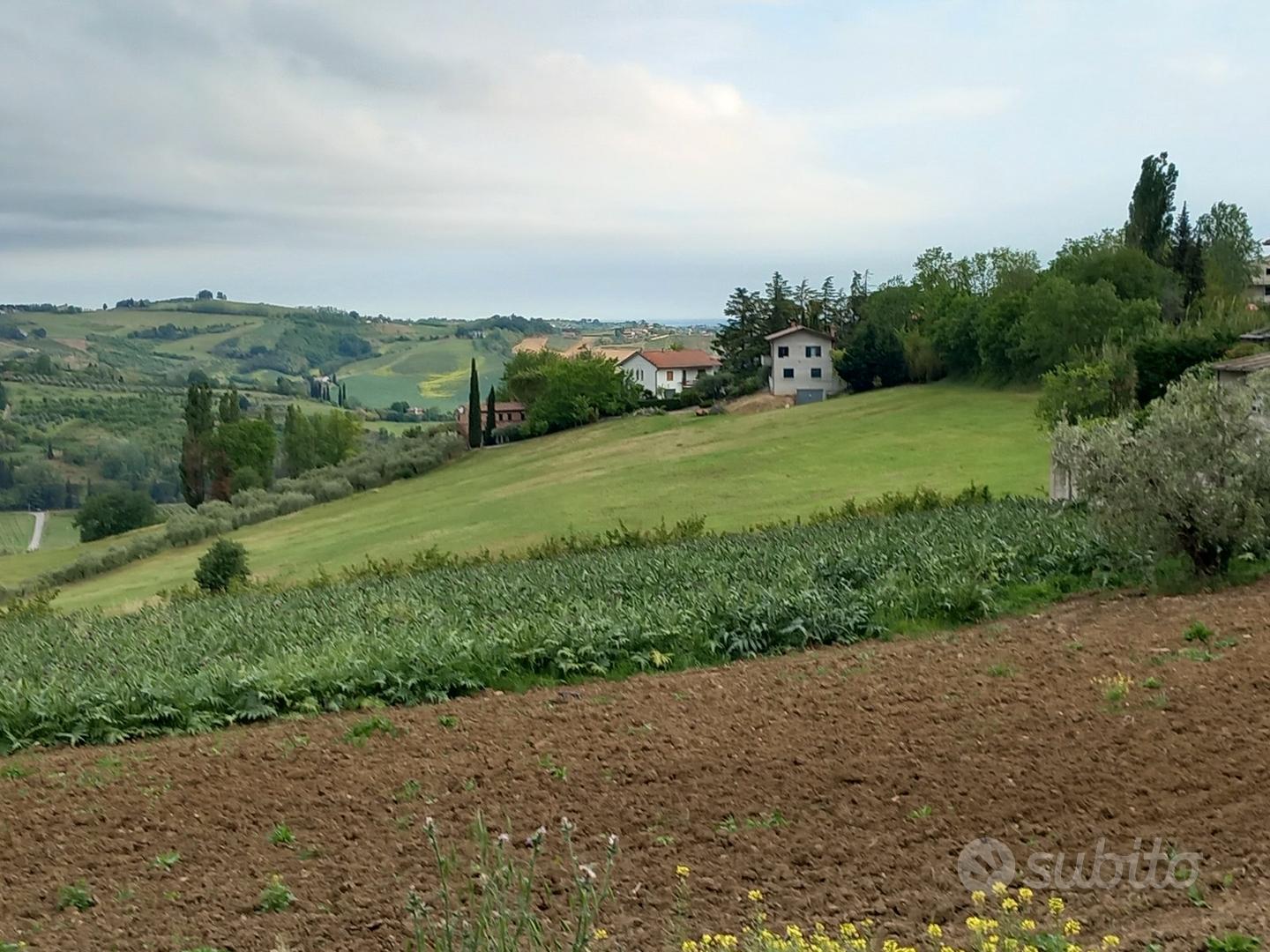 Terreno agricolo Montiano - Vista 3