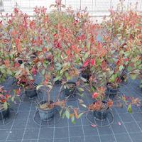 PIANTE SIEPE PHOTINIA RED ROBIN