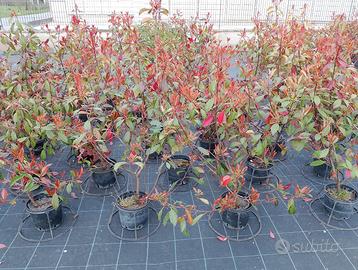 PIANTE SIEPE PHOTINIA RED ROBIN
