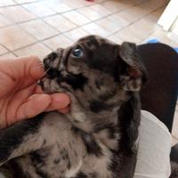 Cuccioli french bull da prenotare solo 500