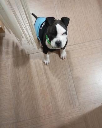 Cucciolo di Amstaff 3 mesi bianco e nero