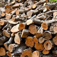 Legna di ulivo da ardere a domicilio - Ragusa