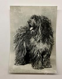 Cartolina vintage non viaggiata Cane Bergamasco