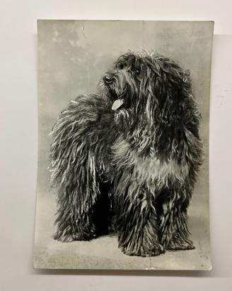 Cartolina vintage non viaggiata Cane Bergamasco