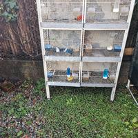 gabbioni per canarini 