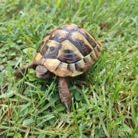 Tartaruga di terra