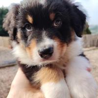 Cuccioli di pastore australiano