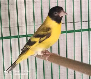 Spinus lucherini testa nera topazio, Jarell