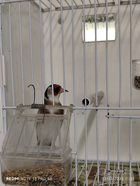 Cardellini brevettato