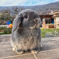 Cucciolo coniglio ariete nano