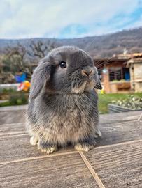 Cucciolo coniglio ariete nano