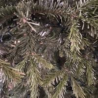 Pino 1.80 cm per legna da ardere