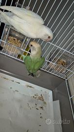 Coppia papagalli inseparabili