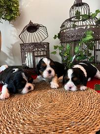 Cuccioli di Cavalier king Ciarles Spaniel tricolor