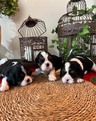 Cuccioli di Cavalier king Ciarles Spaniel tricolor