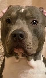 Monta american pitbull blue nose