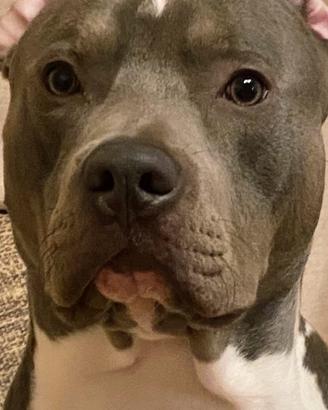 Monta american pitbull blue nose