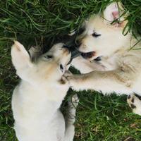 Golden retriever con pedigree