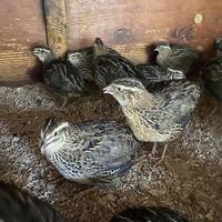 Quaglie ovaiole/carne