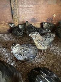 Quaglie ovaiole/carne