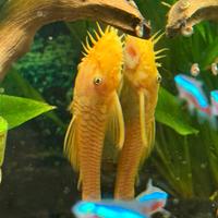 Ancistrus L144 occhi BLU