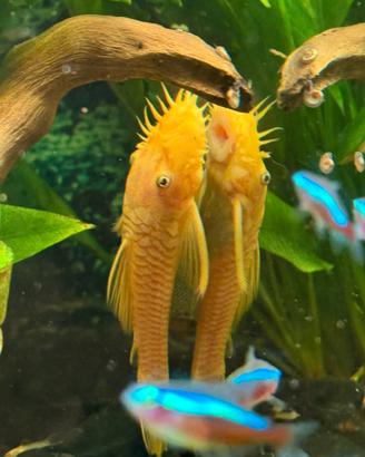 Ancistrus L144 occhi BLU