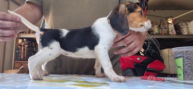 Cane da caccia - Cucciola di Beagle