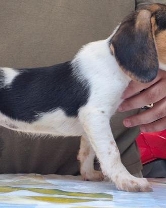 Cane da caccia - Cucciola di Beagle