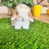 Coniglio mini lop