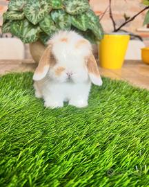 Coniglio mini lop