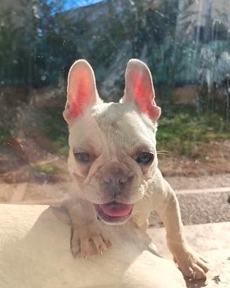 Cucciola bulldog francese
