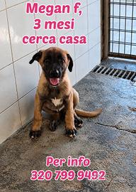 Tre mesi abbandonata 