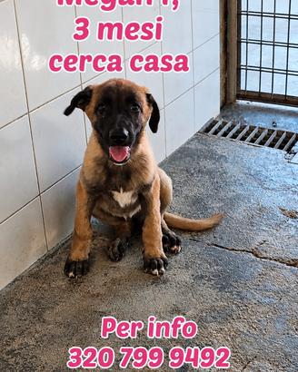 Tre mesi abbandonata 