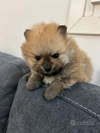 Spitz tedesco nano/pomerania