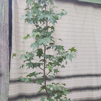 Liquidambar in vaso