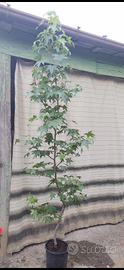 Liquidambar in vaso