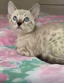 Splendid cuccioli bengala su prenotazione