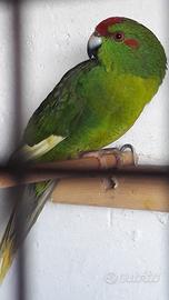 Kakariki