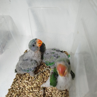 Derbiana. Alessandrini