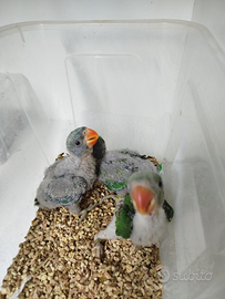 Derbiana. Alessandrini