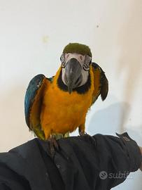Pappagallo ara docile