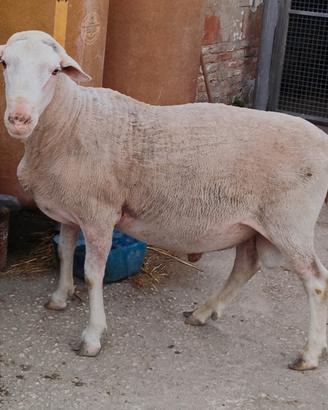 Montone Lacaune