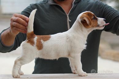 Jack russell terrier con pedigree