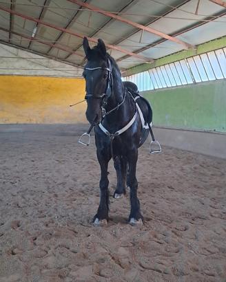 Cavalla Frisona di anni 16